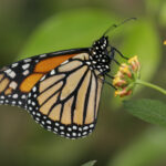 Monarch Butterfly Boat Planters