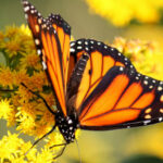 Goldenrod to the Rescue To Help Save the Monarchs